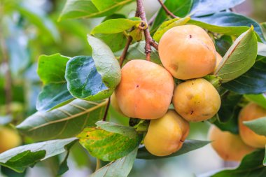 Meyveli hurma ağacı