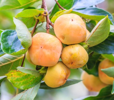 Meyveli hurma ağacı