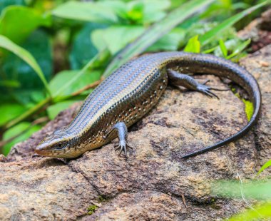 Skink Tayland Doi Inthanon