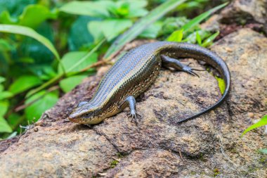 Skink Tayland Doi Inthanon