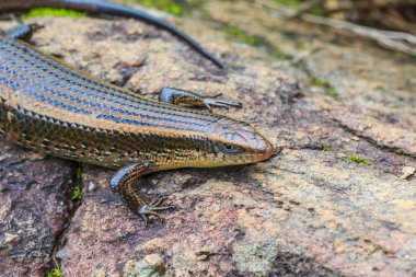 Skink Tayland Doi Inthanon