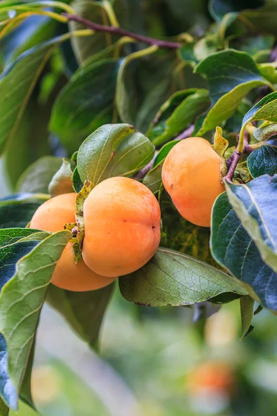 Persimmon tree with fruits — Stock Photo, Image