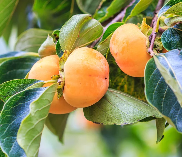 Árvore de caqui com frutos — Fotografia de Stock