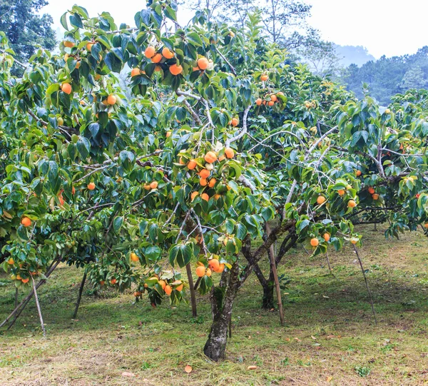 Hurma drzew z owocami — Zdjęcie stockowe
