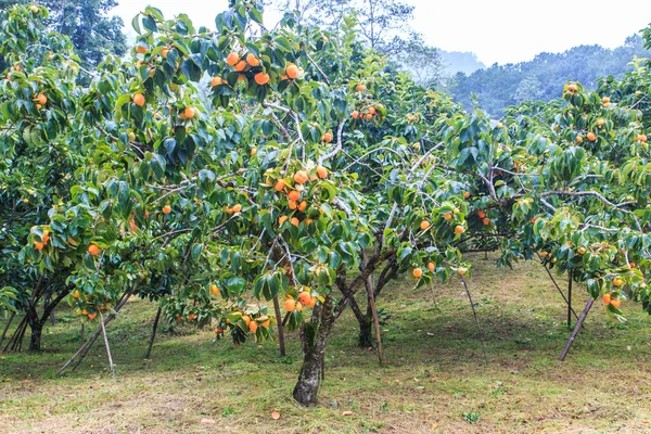 Árvores caqui com frutos — Fotografia de Stock