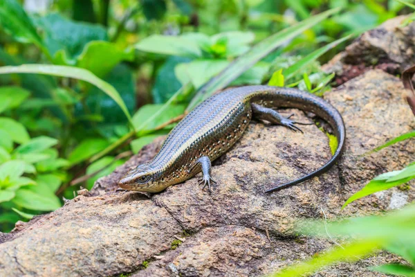 Skink at Doi Inthanon in  Thailand — Stock Photo, Image