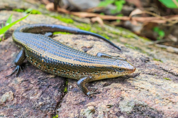 Skink at Doi Inthanon in  Thailand — Stock Photo, Image