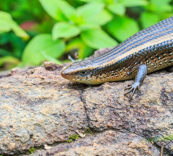 Skink en Doi Inthanon en Tailandia — Foto de Stock