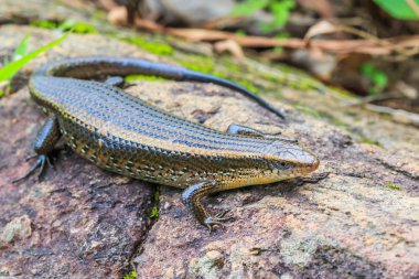 Skink Tayland Doi Inthanon