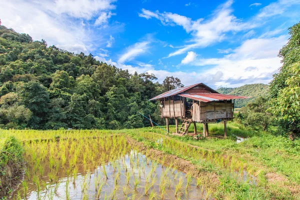 Campos de arroz em Chiang Mai Tailândia — Fotografia de Stock