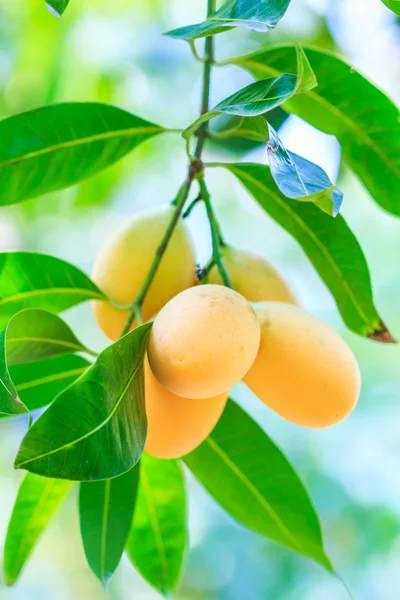 Mayongchid Maprang ameixas marianas — Fotografia de Stock