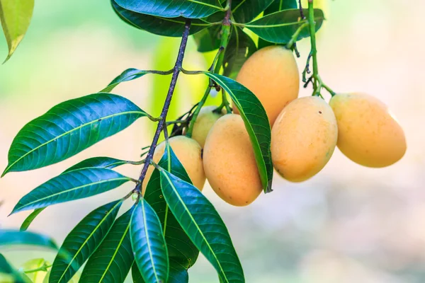 Mayongchid Maprang Marian Plums — Stock Photo, Image