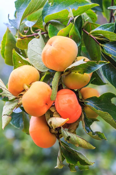 Persimmon tree with fruits — Stock Photo, Image