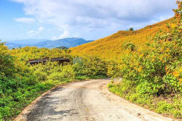 Strada e bei fiori — Foto Stock