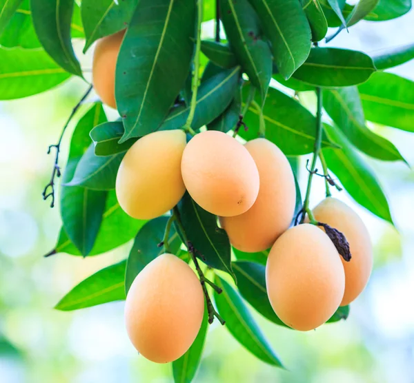 Plums Mango in Thailand — Stock Photo, Image