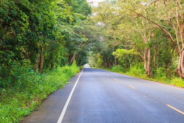 Estrada e árvores verdes — Fotografia de Stock