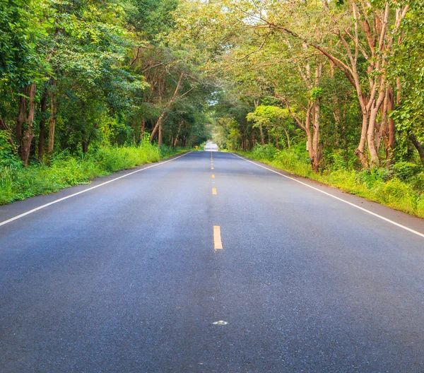 Estrada e árvores verdes — Fotografia de Stock