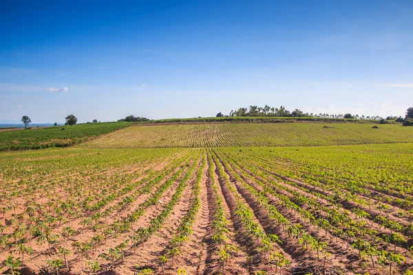 Cassave landbouwgrond in Thailand — Stockfoto