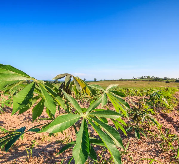 Cassava farmland  in Thailand — Stock Photo, Image