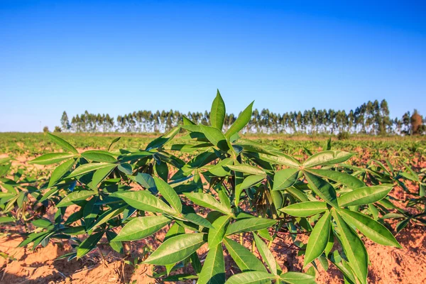 Zemědělské půdy maniok v Thajsku — Stock fotografie