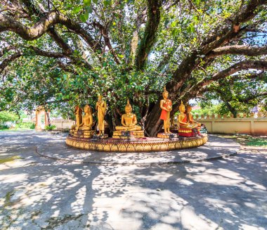 Vientiane Bodhi ağacı