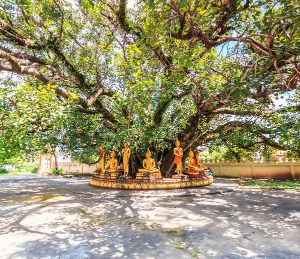 Árvore Bodhi em Vientiane — Fotografia de Stock