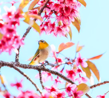Cherry Blossom ağaçta kuş