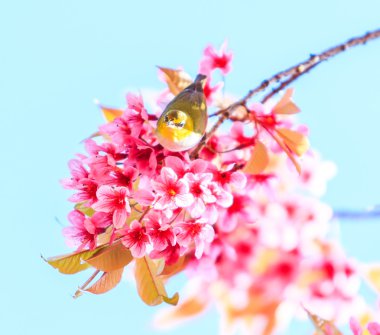Cherry Blossom ağaçta kuş