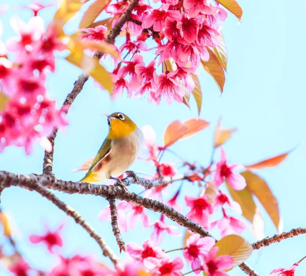 Fågel på Cherry Blossom träd — Stockfoto