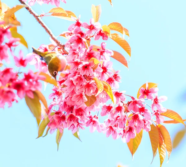 Птах на Cherry Blossom дерев — стокове фото