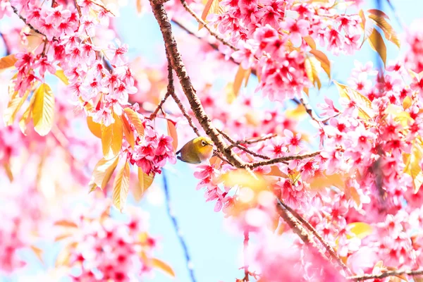 Vogel auf Kirschblütenbaum — Stockfoto