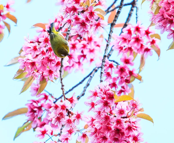 Vogel auf Kirschblütenbaum — Stockfoto