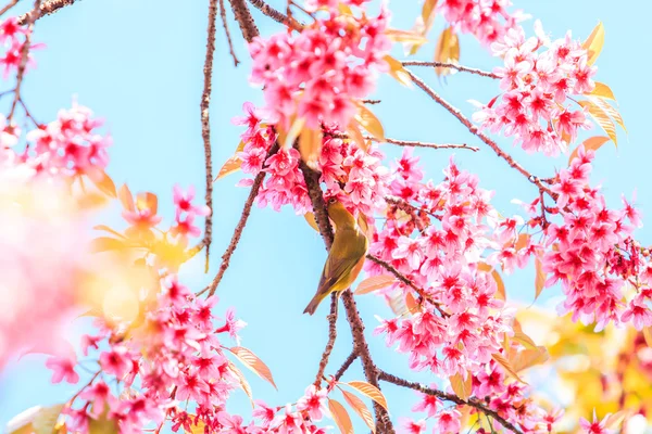 Uccello sull'albero dei fiori di ciliegio — Foto Stock