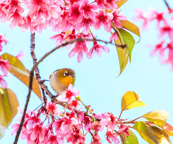 Cherry Blossom ağaçta kuş — Stok fotoğraf