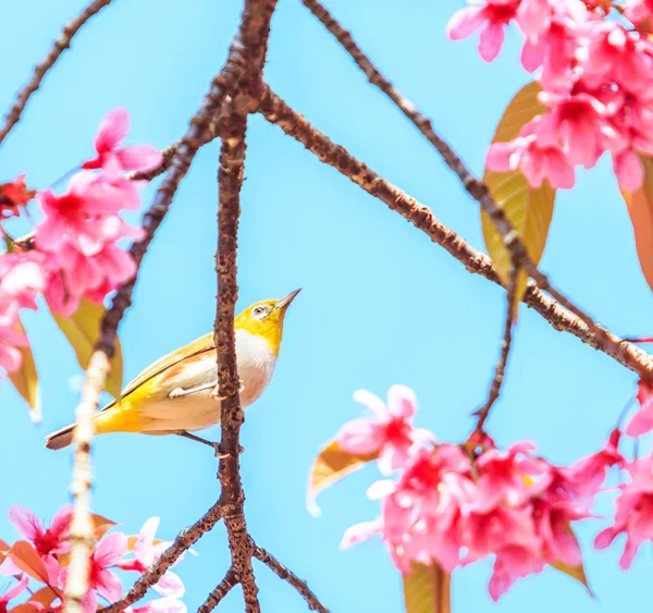 Bird on Cherry Blossom tree — Stock Photo, Image
