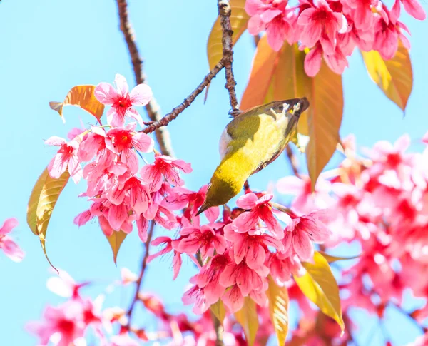 Pájaro en árbol de flor de cerezo —  Fotos de Stock