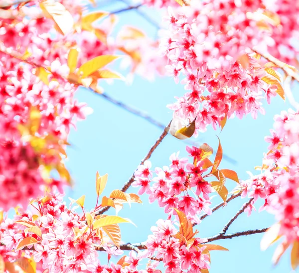 Uccello sull'albero dei fiori di ciliegio — Foto Stock