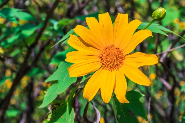 Mexicaanse zonnebloem achtergrond — Stockfoto