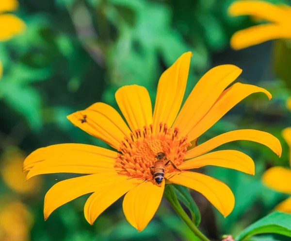 Mexikanische Sonnenblume Hintergrund — Stockfoto