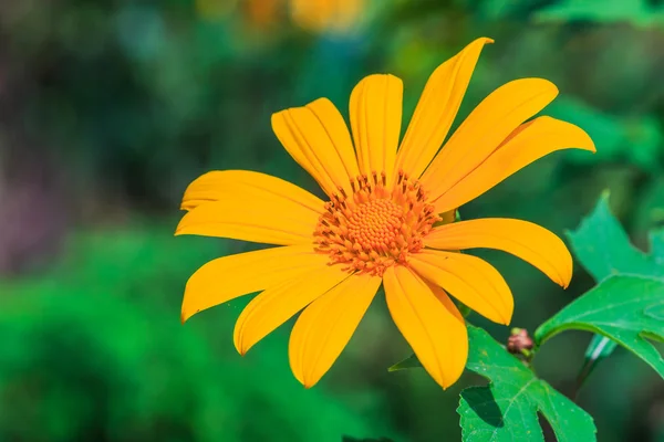 Mexikanische Sonnenblume Hintergrund — Stockfoto
