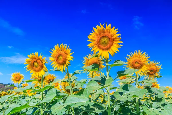 Gebied van bloeiende zonnebloemen — Stockfoto