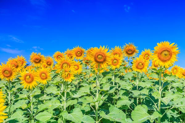 Gebied van bloeiende zonnebloemen — Stockfoto