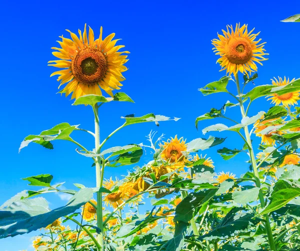 Gebied van bloeiende zonnebloemen — Stockfoto