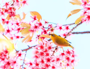 Cherry Blossom ağaçta kuş