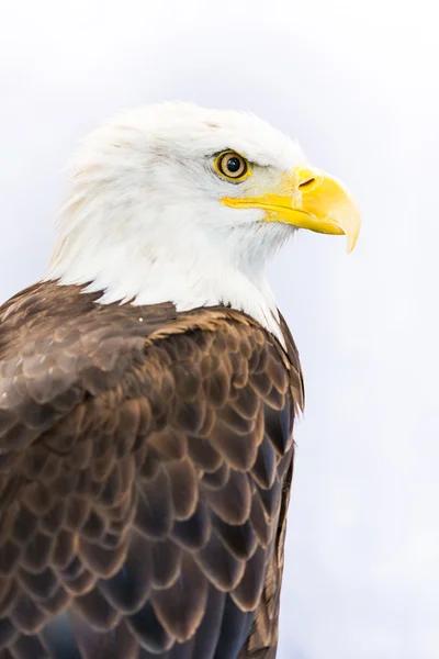 Aigle d'Amérique — Photo