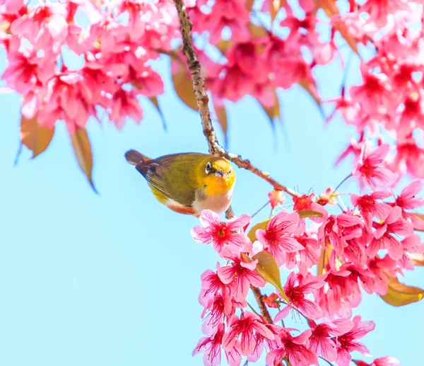 Vogel op Cherry Blossom boom — Stockfoto