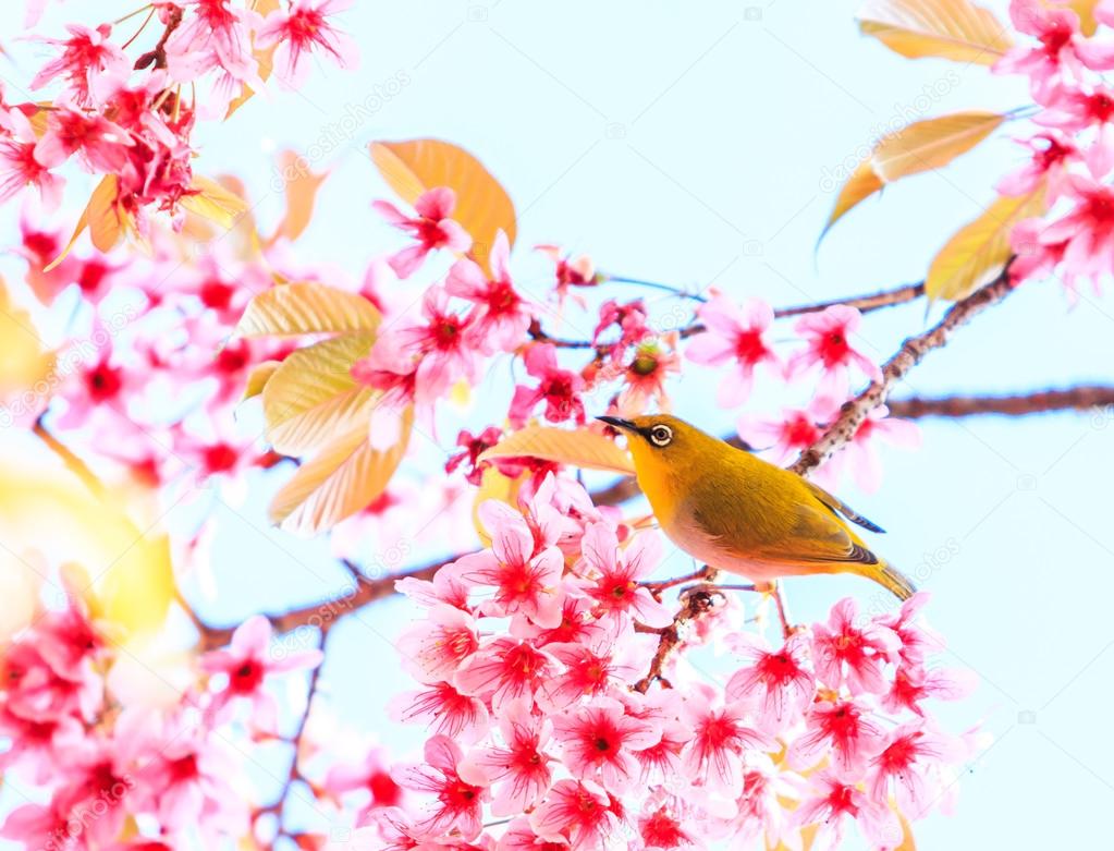 Bird on Cherry Blossom tree