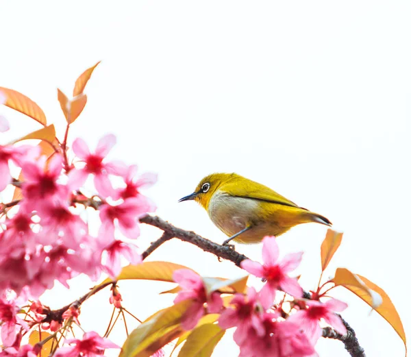 Pájaro en árbol de flor de cerezo — Foto de Stock