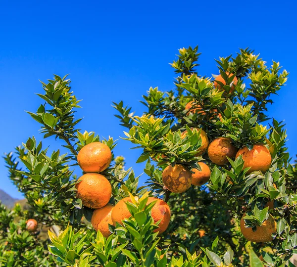 Orange tree  on Farm — Stock Photo, Image