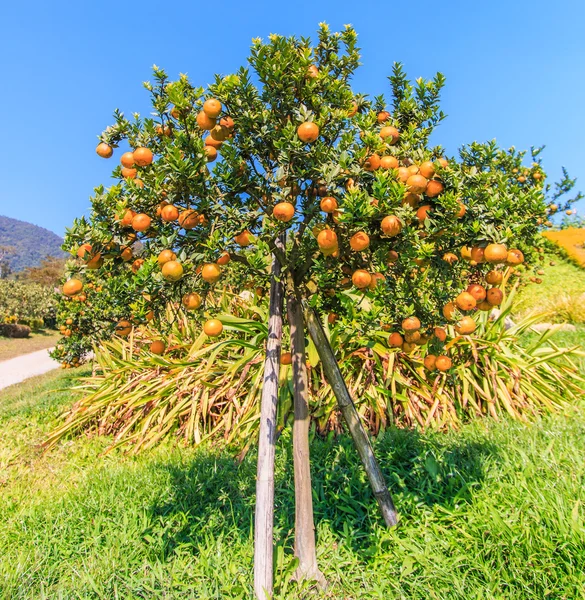 Апельсиновое дерево на ферме — стоковое фото